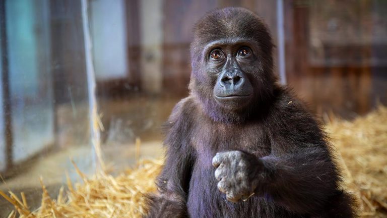 Minik gorilin adı Zeytin’di