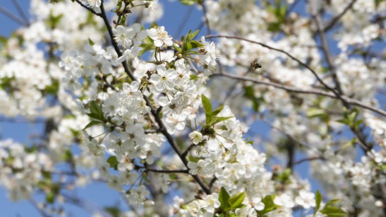 İlk Cemer havaya düştü – son dakika haberleri