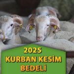 Kurban kesim fiyatları (Büyükbaş – Küçükbaş) 2025 || Diyanet / Kızılay vekaletle kurban kesim bedeli ne kadar, kaç TL? Güncel Yurt içi – Yurt Dışı Canlı Kurbanlık kilogram fiyat listesi