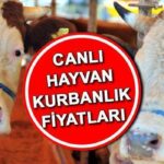 KURBANLIK FİYATLARI 2025 KİLOGRAM TABLOSU | Küçükbaş ve büyükbaş (canlı hayvan) kurbanlık fiyatları ne kadar? Kurban kesim bedeli belli oldu! İşte Kurbanlık koyun, keçi, dana fiyatları…