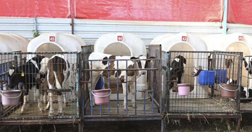 Ödemiş’te yangından tahliye edilen hayvanlara özel bakım