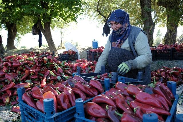 100 -t Erzincan üretim hedefi gerçekleşti! 4