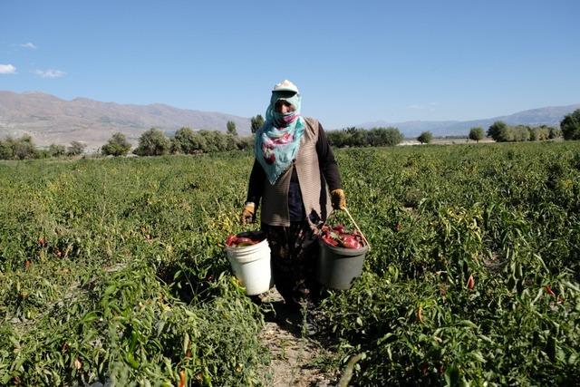 100 -t Erzincan üretim hedefi gerçekleşti! 5