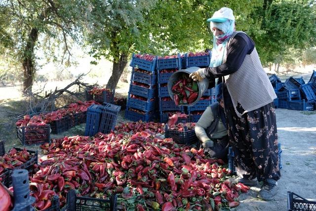 100 -t Erzincan üretim hedefi gerçekleşti! 6