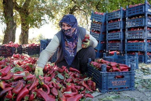 100 -t Erzincan üretim hedefi gerçekleşti! 3