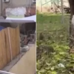 Köpeğe zulmeden kişi tutuklandı