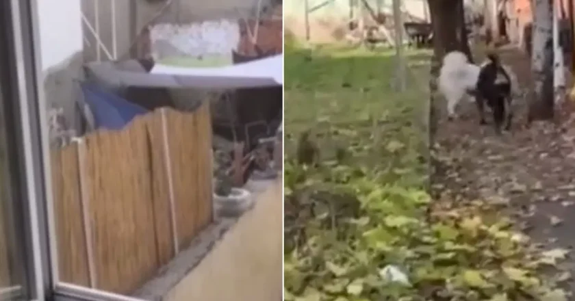 Köpeğe zulmeden kişi tutuklandı