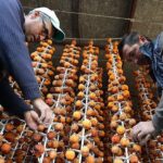 Girişimci iki komşu kuruttukları cennet hurmalarını yurt dışına satıyor